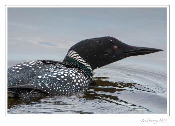 common loon 5g.jpg